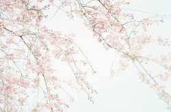 hanmii:sakura by turquoiseacco  شجرة الساكووورااا التي تسحر الانظار🍃❤️😭