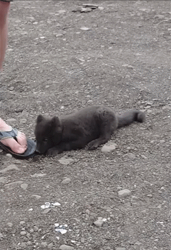ambrena:  onlylolgifs:  baby arctic fox tries to eat a man alive  tag your extreme horror please 