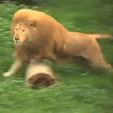 on-my-way-to-fit:   erikuyo:  makkie14:  I can’t not reblog a lion playing with a football sorry.  BUT LOOK AT THE LION’S MAINE, IT’S LIKE SO FLUFFY THAT I JUST WANT TO CUDDLE IT.   I want one.