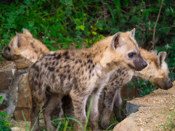 thepredatorblog:  Baby hyenas (by Simon Pierce Photography)