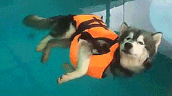 thenatsdorf:Floating husky. [full video] Lazy doggo realizes swimming is not required. Just laze and float.
