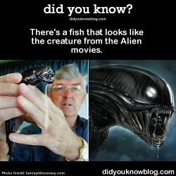did-you-kno:    It’s called a black dragonfish. Or “chestburster” if you’re feeling fancy.     Source