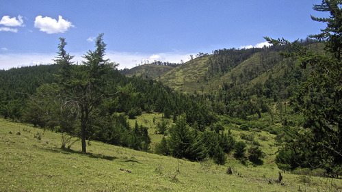 A stretch of the eastern boundary of the North Marmanet forest. Pictured on the hill to the left are pine trees planted by KFS.