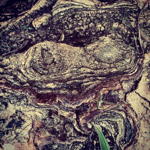 #texture #wood #tree #root #blacknwhite  https://www.instagram.com/p/CC7vsndj1Zr/?igshid=1ampgxndzmh1p