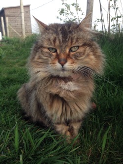 kitty-in-training:  The ‘feral’ cat that lives on the allotments has taken up (semi) permanent residency on our plot, however the cat protection league are now involved in finding out where she has come from and in taking steps to re-home her. The