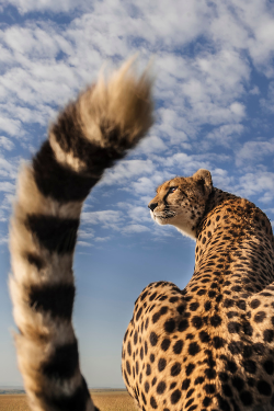 vurtual:  Cheetah in the Masai Mara (by Richard Costin)