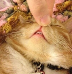 pussysista:  Little cat teeth 