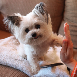 humor-n-shit-blog:This little guy gives the coolest high-fives EVER.