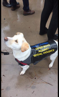 abomination-of-gender:  gayforemmagoldman:   abomination-of-gender:   gayforemmagoldman: i trust him this is what a male feminist should look like   the other side says “treats and pets, not trump and pence”   GOOD SHIT 