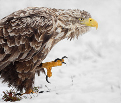 funnywildlife:  White tailed eagle by Thorbjørn Riise Haagensen on Flickr.   there’s nothing else in the world as awesome as raptor feet