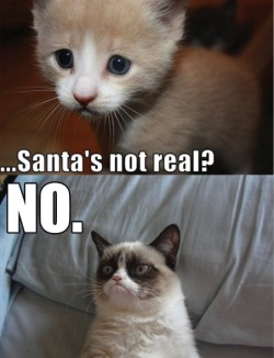 Grumpy Cat ruins Cute Kitten’s Christmas