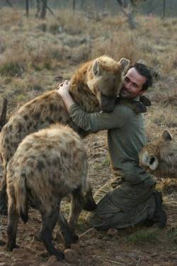 huggs-boson:  corvis-vulpus-lupus:     hyenas, terrifying and excellently organized predators of the savannah also surprisingly docile and like neck scratches and have a tail chasing compulsion   aajhgaif;dniudfha;;iudhf;anfjs 