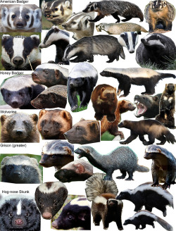 rusheloc: artistencyclopedia: Mustelids - Basic reference comparison I didn’t realize how much I loved wolverines until this moment!  I’ve never heard of a grison but that’s a GOOD bitey-tubeAlso badgers are adorable, how come i’ve never drawn