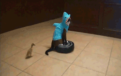 toocooltobehipster:  majortvjunkie:  cat_wearing_shark_costume_rides_roomba_while_duck_takes_a dump.gif  there’s so much going on in this gif 