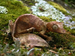 creatures-alive:  Satanic Leaf-Tailed Gecko by Mike Martin 