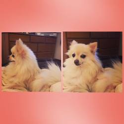 #Queeny #Pomeranian #spoiled #mylittlegirl 💖💝💞💕💖💝💞💕