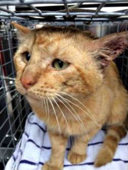 horreurscopes: beachdeath:  hey i never post stuff like this but this cat, tony the tiger, is due to be euthanized tomorrow (june 21, 2017) unless his shelter (based in tampa, florida) receives a firm adoption or fostering commitment from someone by