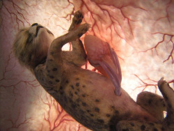 National Geographic “Extraordinary Animals in the Womb”