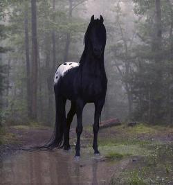 multicolors:  lookatthatfuckinganimal:  woodelf68:  smw006:  This looks like the type of horse that will lure you onto his back and then carry you into a lake.  Kelpie. Or possibly a Pooka. Do not trust horses who show up in the middle of nowhere and