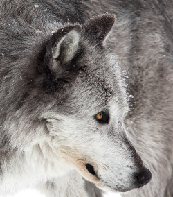 animalkingd0m:  Grey Wolf Encounter by David de la Fuente Coello 