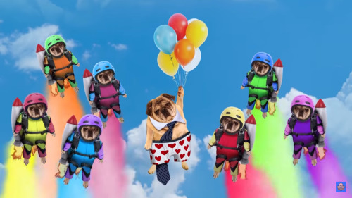 Pug in boxer briefs from the new Jackbox trailer