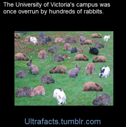 ultrafacts:    For years, taking a walk on school grounds usually meant an encounter with some of the hundreds of wild rabbits who called the campus home. James Coccola, the chairman of the University of Victoria Students’ Society, said that he could