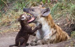 bmck359:  Hyenas have the strongest jaws in the animal kingdom, but this mother sat patiently at a Sabi Sand den while her pup played “endlessly”, even peering into her mouth, says Alexandra Michael from Fourways. 