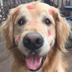 fabulous-fitblr:  The only marks you should leave on a dog                       