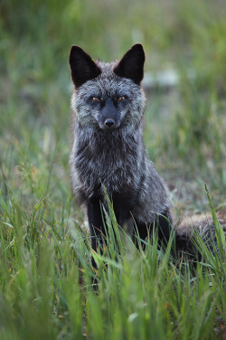 beautiful-wildlife:  Silver Vixen by Nate ZemanEven in an area with a rich population of red foxes, it’s a rare treat to see a silver fox. Their pelts are so drastically different than their red furred counterparts that they seem too fantastical to