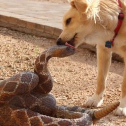 spookyscarymcnuggies:  attackwithspell:  majortvjunkie:  why he lick me  That snake looks genuinely confused.  that snake is not real