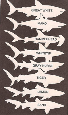 hungrylikeashark:  shark’s sizes found by adrienfortyfive