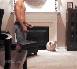 purplereyn:  sifu-kisu:  There are no words to describe how awesome this is  Cats have the absolute worst sense of timing ever.  Caution: &ldquo;Awwww&rdquo; alert