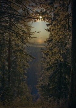 djupaskogar:  themagicfarawayttree:  Enchanted wood  •Nature, hiking, wilderness, camping, medieval• 