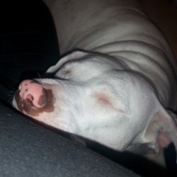 She been stuck on me all day.. #pitties #pitbull #rainyday #naps