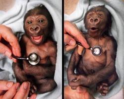 is-the-primate-vid-cute:awwww-cute: Newborn gorilla reacting to a cold stethoscope  This is Yakini, a lovely western lowland gorilla that had a rough start to life requiring round the clock care after he was born at the Werribee Zoo. He’s 23 years old