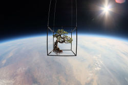 digg:  Azuma Makoto sends flowers to space in his latest installation piece, Exobiotanica.  I showed my boyfriend and his response was &ldquo;that&rsquo;s cute. It might have been having a bad day.&rdquo;