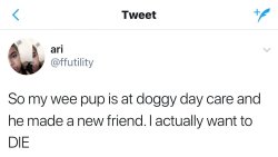 thefingerfuckingfemalefury:  coffeefrenchandhistory:  madzlucemxiv:  withinevening: I think we could all use this on our dashes.  Pure post  This is the kind of quality content I enjoy and demand  DOGS DOGS DOGS DOGS &lt;3_&lt;3   @retuow !!
