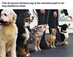 pardonmewhileipanic:tastefullyoffensive:Amy the pig is ‘top dog’ in obedience class. [video] (photo via SeattleTimes)the fucking dog on it’s right tho&ldquo;there’s something not quite right here&rdquo;