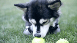 darkling-faerie-witch:   towritelesbiansonherarms:  gifsboom:  See how unique, custom 3D printed prosthetics allow Derby the dog to run for the first time. Video: Derby the dog, Running on 3D Printed Prosthetics  dawwww  Awww, he is too precious! :3 