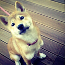 shiba-natsu:  お肉をブンブン😆💓#柴犬#カイ#お肉#赤柴#shiba#shibainu#shibaken #shibasofinstagram #日本犬#犬バカ部 by kai_junko http://bit.ly/1Nxf6pm