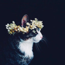 fleur-aesthetic:instagram | microflowerfarm 