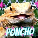 mineapple: yeahponcho: please excuse my grandpa in the background but here’s poncho enjoying her thanksgiving superworms i will NOT excuse your grandpa he is INTEGRAL to my enjoyment of this video 