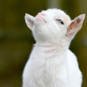 musingsofanawkwardblackgirl:  babygoatsandfriends:  Baby #goat again today. This is a loud one. Love my farm life! #faintinggoats AAAAAAAAAAAAAAAAAAH  Baby goats make me so happy 