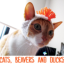 catsbeaversandducks:  “Hello. It’s me.”Video by Patrick Barnes 
