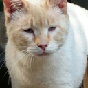 straycatj:  friendpaw: straycatj:   malteselizzie:   straycatj:  hello mr j! my name is kiki and i was once too a stray! i like to steal socks and trip my humans often. we look just alike! can i be your friend? ((I love your blog, Mr.J is super cute and