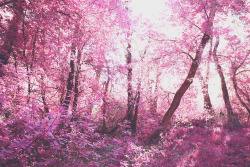 juliamstarr:  dreamy pink woods Instagram  