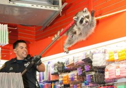 koolaidicecubes:unamusedsloth:  NYPD escorting a raccoon out of a beauty salon   Free him