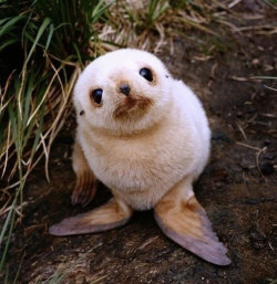 angelicsubmissive:  brokenunderstars:  No one ever said babies weren’t cute.  Seal, Fawn, Owl, Pigglet, Fox-pup, Sloth, Polar bear cub, Bunny and dolphin. (young babies)   The owl is not real but adorable anyways!