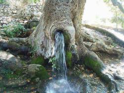 saehaven:  g0ds-own-prototype:  funnywildlife:  Strange tree with a fresh water spring #Kashmir  guys, i think i found the fountain of youth  This is tuck everlasting 