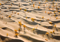 exhplosion:  adapto:Sand dunes and yellow polar trees, Taklamakan Desert (China)© George Steinmetz  more here.